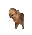 モコモコなワンコ  NO1（個別スタンプ：25）