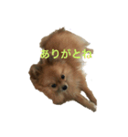 モコモコなワンコ  NO1（個別スタンプ：31）