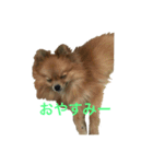モコモコなワンコ  NO1（個別スタンプ：32）