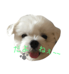 ぼく ふくです。（個別スタンプ：1）