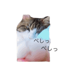 マイペースにゃんこーず（個別スタンプ：2）