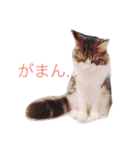 マイペースにゃんこーず（個別スタンプ：3）