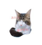 マイペースにゃんこーず（個別スタンプ：7）