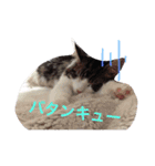 マイペースにゃんこーず（個別スタンプ：8）