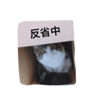 マイペースにゃんこーず（個別スタンプ：9）