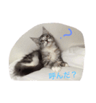 マイペースにゃんこーず（個別スタンプ：12）
