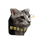 マイペースにゃんこーず（個別スタンプ：13）