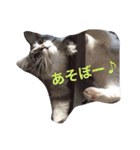 マイペースにゃんこーず（個別スタンプ：16）