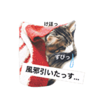 マイペースにゃんこーず（個別スタンプ：19）