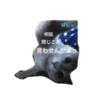 マイペースにゃんこーず（個別スタンプ：20）