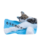 マイペースにゃんこーず（個別スタンプ：23）