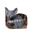 マイペースにゃんこーず（個別スタンプ：26）