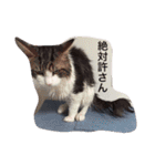 マイペースにゃんこーず（個別スタンプ：28）