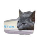 マイペースにゃんこーず（個別スタンプ：33）