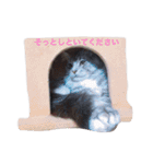 マイペースにゃんこーず（個別スタンプ：36）