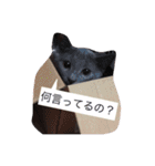 マイペースにゃんこーず（個別スタンプ：40）