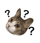 猫りりスタンプにゃ〜（個別スタンプ：1）