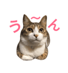 猫りりスタンプにゃ〜（個別スタンプ：2）