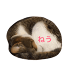 猫りりスタンプにゃ〜（個別スタンプ：5）