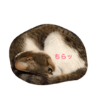 猫りりスタンプにゃ〜（個別スタンプ：6）