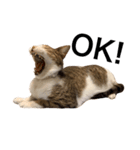 猫りりスタンプにゃ〜（個別スタンプ：8）