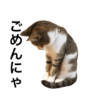 猫りりスタンプにゃ〜（個別スタンプ：10）