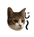 猫りりスタンプにゃ〜（個別スタンプ：11）