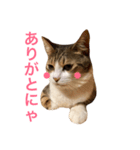 猫りりスタンプにゃ〜（個別スタンプ：13）