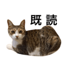 猫りりスタンプにゃ〜（個別スタンプ：14）