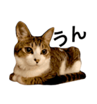 猫りりスタンプにゃ〜（個別スタンプ：16）