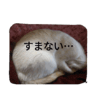 クールな猫のウラ君 Part2（個別スタンプ：1）