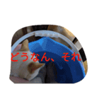 クールな猫のウラ君 Part2（個別スタンプ：3）