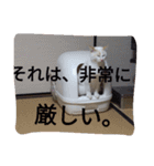 クールな猫のウラ君 Part2（個別スタンプ：6）