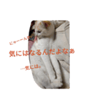 クールな猫のウラ君 Part2（個別スタンプ：7）