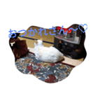 クールな猫のウラ君 Part2（個別スタンプ：9）