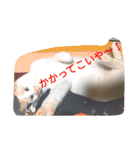 クールな猫のウラ君 Part2（個別スタンプ：10）