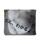 クールな猫のウラ君 Part2（個別スタンプ：12）