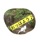 クールな猫のウラ君 Part2（個別スタンプ：13）