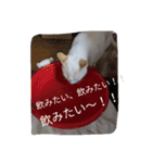 クールな猫のウラ君 Part2（個別スタンプ：14）