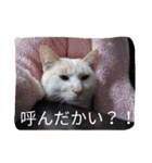 クールな猫のウラ君 Part2（個別スタンプ：15）