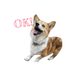 corgi@LOVE2（個別スタンプ：1）