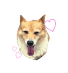 corgi@LOVE2（個別スタンプ：2）