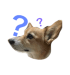 corgi@LOVE2（個別スタンプ：3）