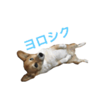corgi@LOVE2（個別スタンプ：4）