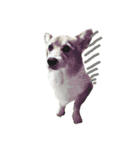 corgi@LOVE2（個別スタンプ：5）