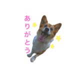 corgi@LOVE2（個別スタンプ：7）