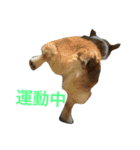 corgi@LOVE2（個別スタンプ：8）