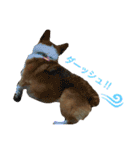 corgi@LOVE2（個別スタンプ：9）
