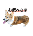 corgi@LOVE2（個別スタンプ：10）