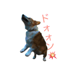 corgi@LOVE2（個別スタンプ：11）